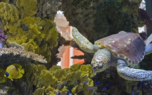 turtle turtle pool aquarium