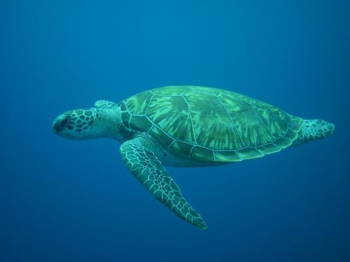 turtle diving sea