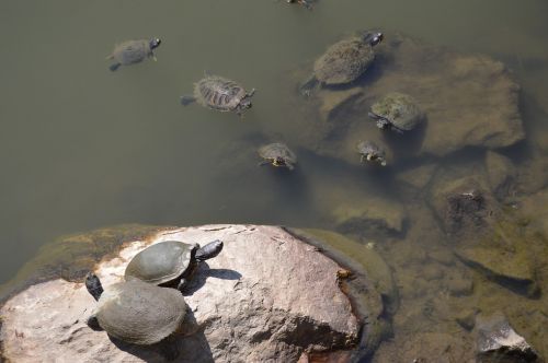 turtle turtles water