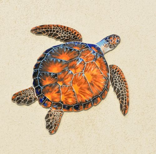 turtle reptile background