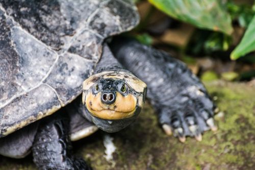 turtle water zoo