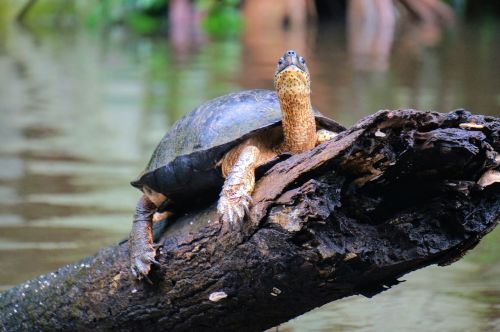 turtle river tortuguero