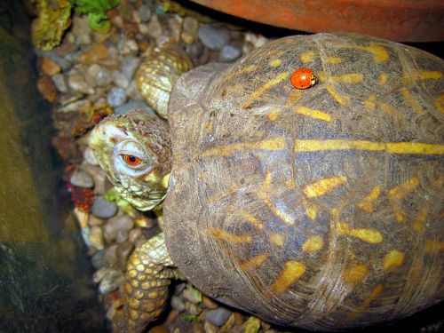 turtle lady beetle friendship