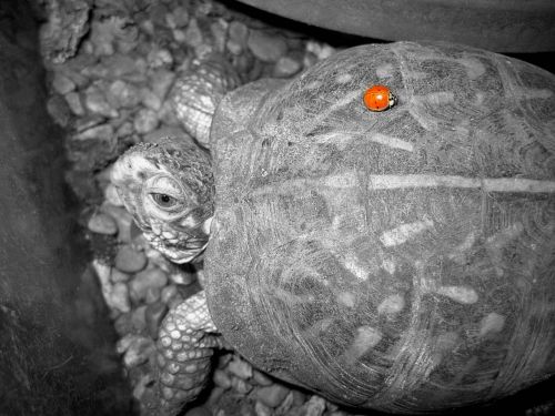 turtle friends shell