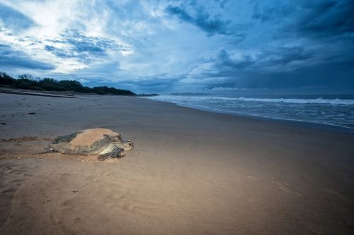 turtle mydas females the sea to go