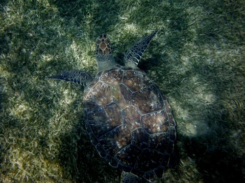 turtle seabed diving