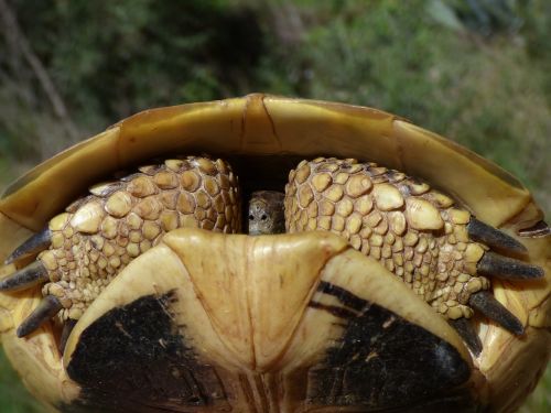 turtle shell hide