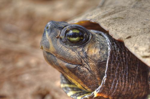 turtle close up wildlife