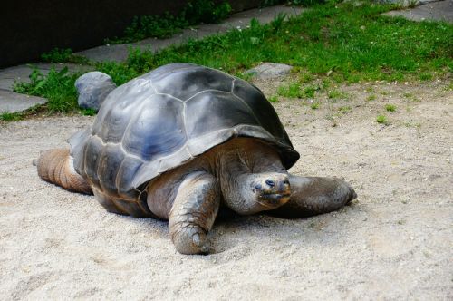 turtle giant tortoise panzer