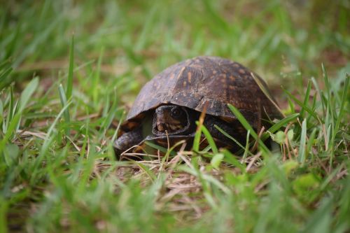 turtle nature wildlife