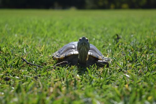 turtle green nature