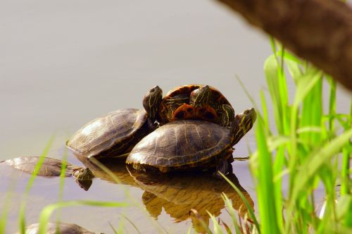 turtle pond clean