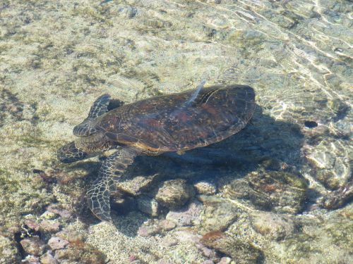 turtle hawaii honu