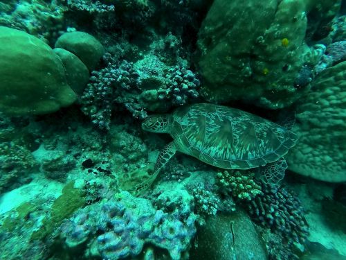 turtle maldives diving