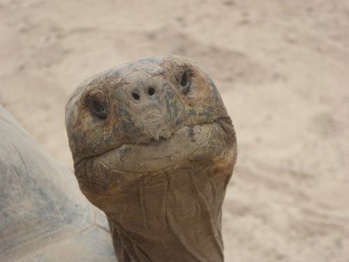 turtle head face