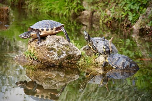 turtle pond nature