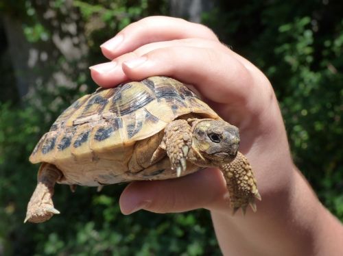 turtle child hand breeding