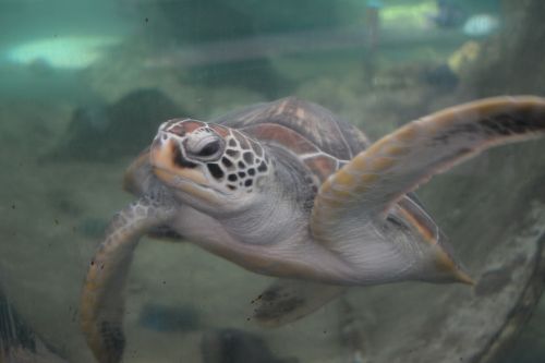 turtle aquarium oceanographic museum