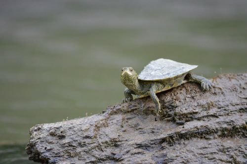 turtle log river