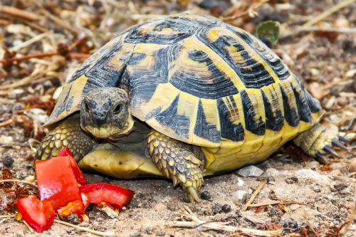 turtle tortoise animal