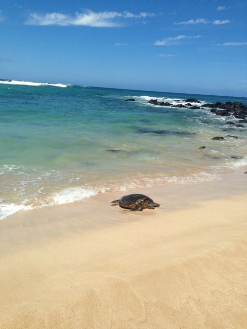 turtle sea sand