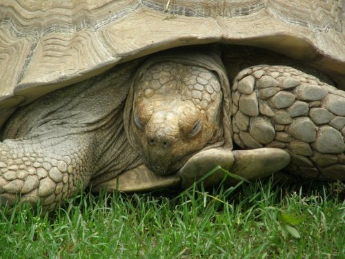 turtle sleeping tortoise