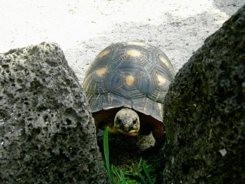 turtle reptile tortoise shell