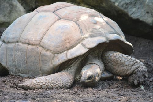 turtle animal slowly