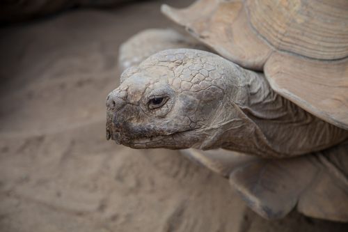 turtle animal closeup