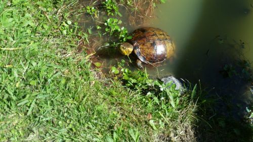 turtle reptile animal