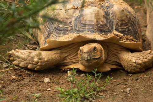 turtle reptile tortoise