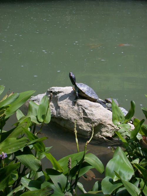 turtle reptile wildlife