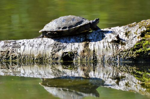 turtle reptile water turtle