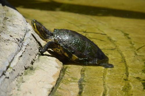 turtle habitat amphibians