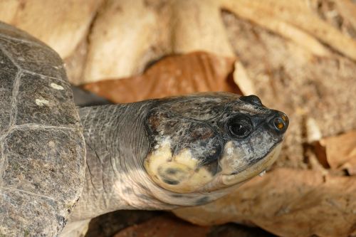 turtle terekay-turtle head