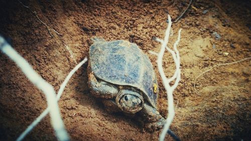 turtle nature photography love nature