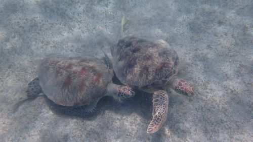 turtle animal ocean