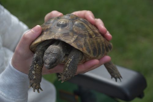 turtle animals tortoise