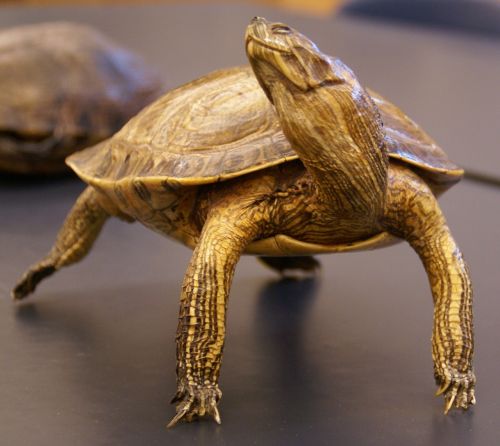 turtle reptile animal