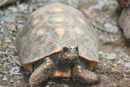 turtle pet tortoise