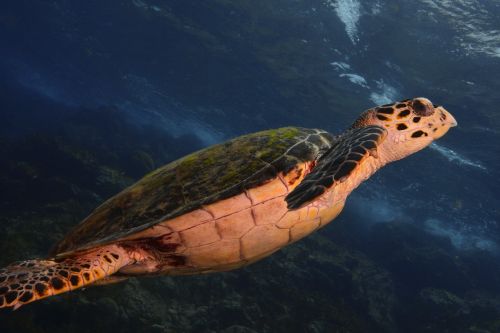 turtle sea scuba diving