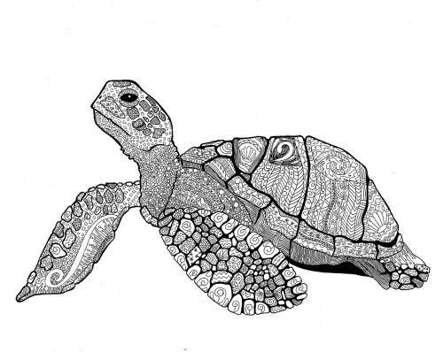 turtle animal shell
