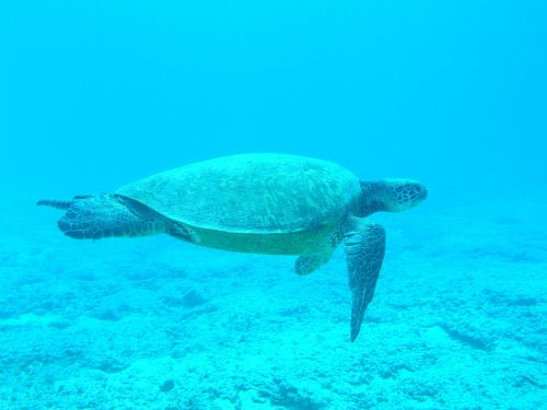 turtle ocean blue