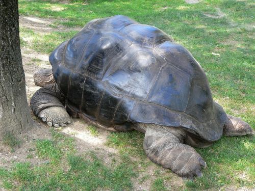 turtle tortoise nature