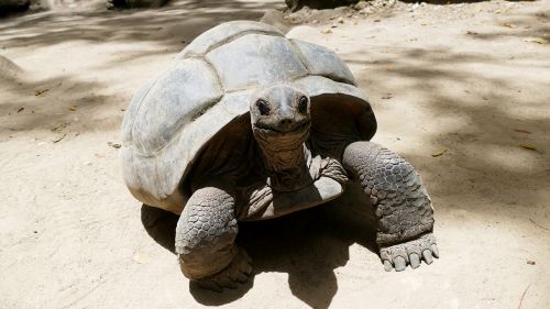 turtle seychelles beach