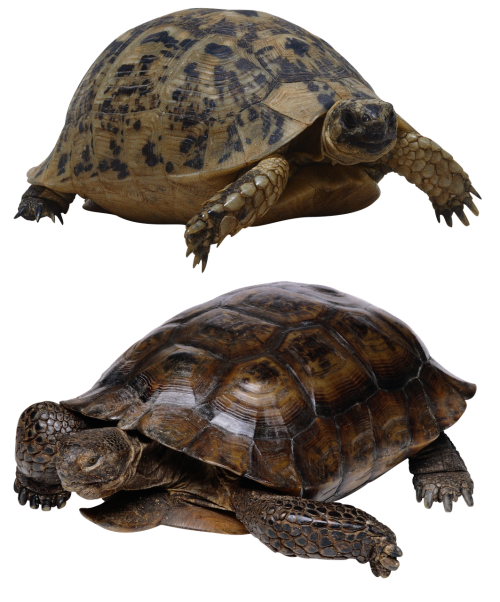 turtle isolated tortoise