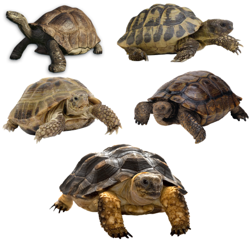 turtle isolated tortoise