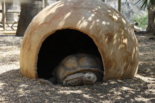 turtle animal zoo