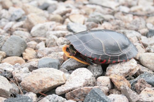 turtle reptile amphibian