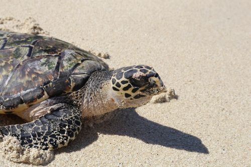 turtle beach sand